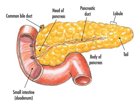 Structure and functions of pancreas - Online Science Notes