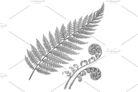 Silver Fern Pencil Illustration | Fern tattoo, Line drawing tattoos ...