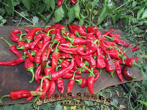 Chimayo Chile Seeds (Medium) - Jake's Seeds