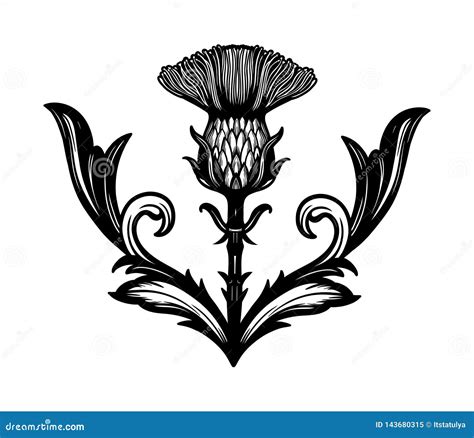 Thistle Flower -the Symbol of Scotland. Stock Vector - Illustration of ...