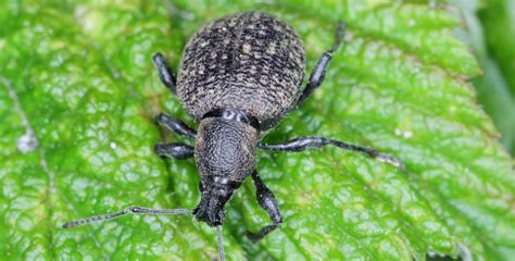 9 Types of Black Bugs with Pictures and Identification Guide