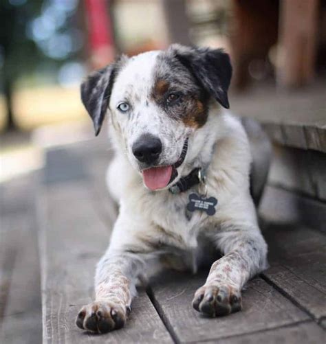 Australian Shepherd Blue Heeler Mix Facts