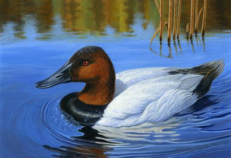 Canvasback Duck, Painting Painting by Mick Flodin - Pixels