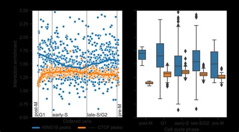 Chromatin looping dynamics across cell cycle. (A) Hi-C interaction ...