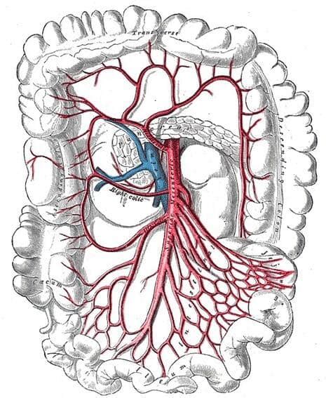 Arteria mesentérica superior (origen, curso, irrigación)