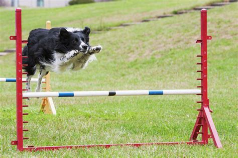 Purebred Border Collie Jumping Agility Photograph by Piperanne ...