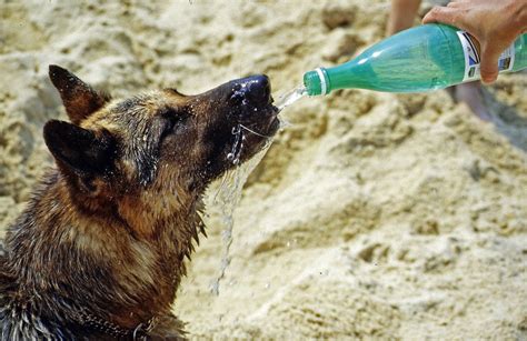 Is Pedialyte For Dogs That Need More Fluids & Electrolytes?