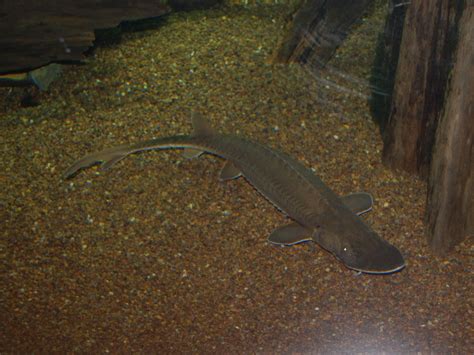 The Online Zoo - Shovelnose Sturgeon