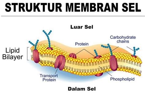 Membran Sel Tumbuhan - Homecare24