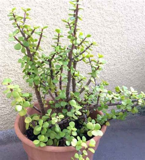 Portulacaria Afra-Elephant Bush Care, Types and Propagation - Succulent ...