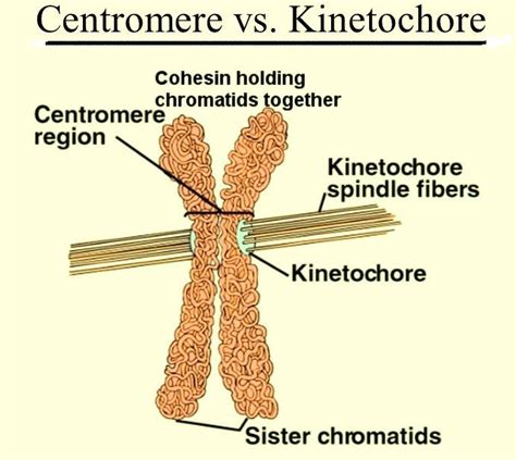 what is difference between centromere and kinetochores with diagram differentiate - Biology ...