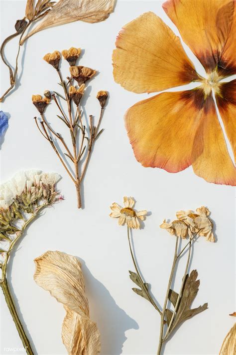 Dried flowers collection on a white wall | premium image by rawpixel ...