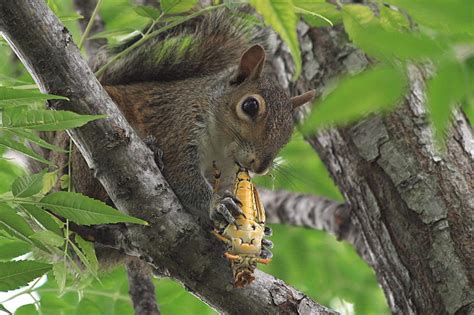 Squirrel Eating Grasshopper Photograph by Ira Runyan