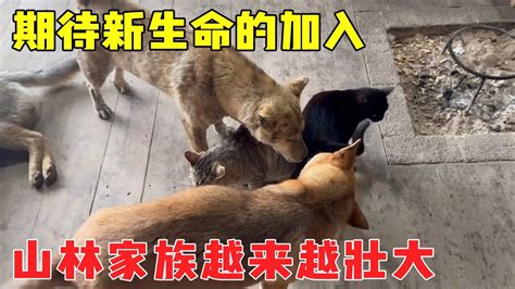 黑妞也怀孕了，期待小猫咪的加入，山林动物园又壮大了【乡野志刚】 - YouTube