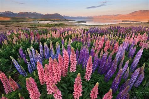 Flowering of Lupins in Lake Tekapo, New Zealand | Amusing Planet