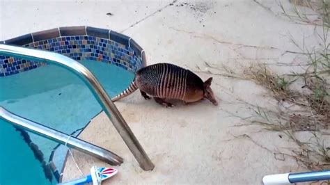 armadillo went for a swim in our pool the other day... - YouTube