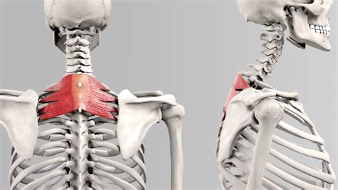 Musculus serratus posterior superior - DocCheck