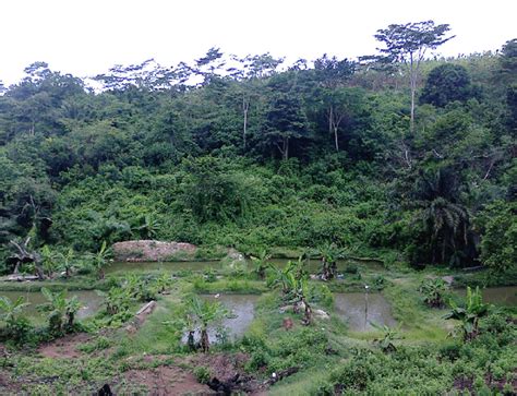 A typical rainforest in Southwest Nigeria, serving as a watershed for a ...