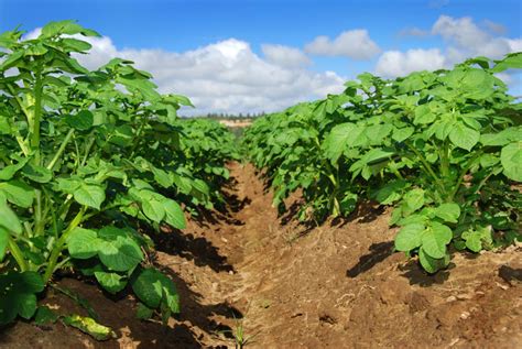 Potatoes: Harvesting, Curing and Storing