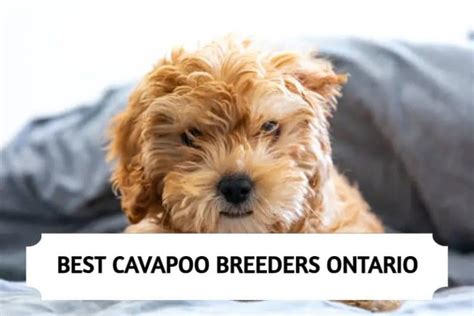 The 6 Best Cavapoo Breeders in Ontario (2025)