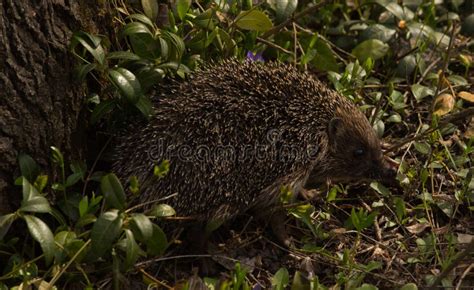 Young Hedgehog in Natural Habitat Stock Image - Image of nature, mammal ...