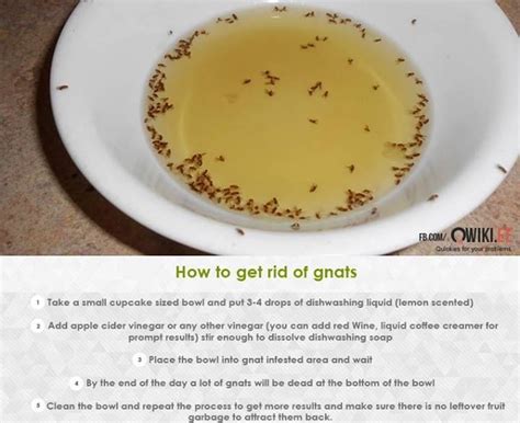 How To Get Rid Of Gnats In Houseplants