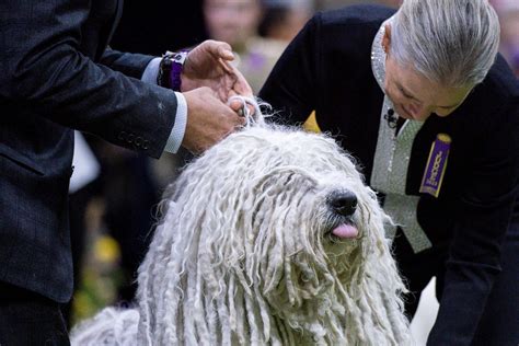 Inside the Westminster Dog Show 2023 in New York City - ABC News