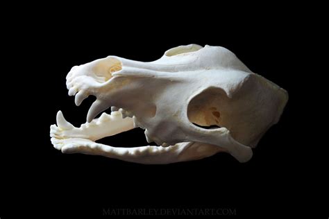 Pin by Alexandra S on MSU TC 247 Fall 2013 | Dog skull, Animal ...