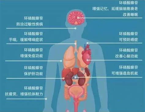 “认识一下，我叫第二信使”_细胞