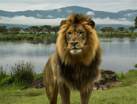 African Lion At Lake In Serengeti Beautiful Lion, Animals Beautiful ...