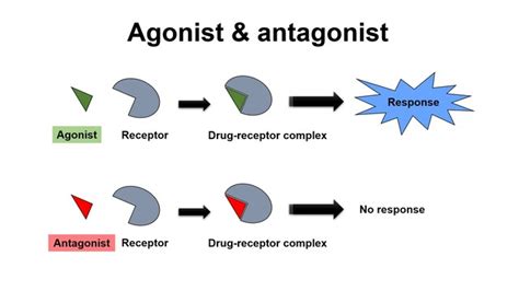 Mechanism of drug action: Agonist and antagonist - Putra OER