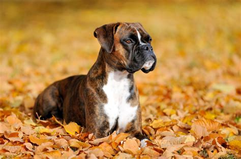 10 Best Boxer Breeders: Places To Buy Your Future Puppy