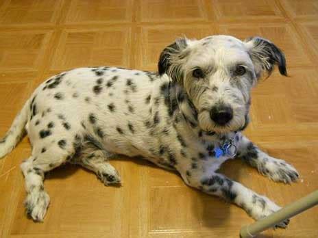 What Can Dog Owners Really Expect From A Corgi Dalmatian Mix?