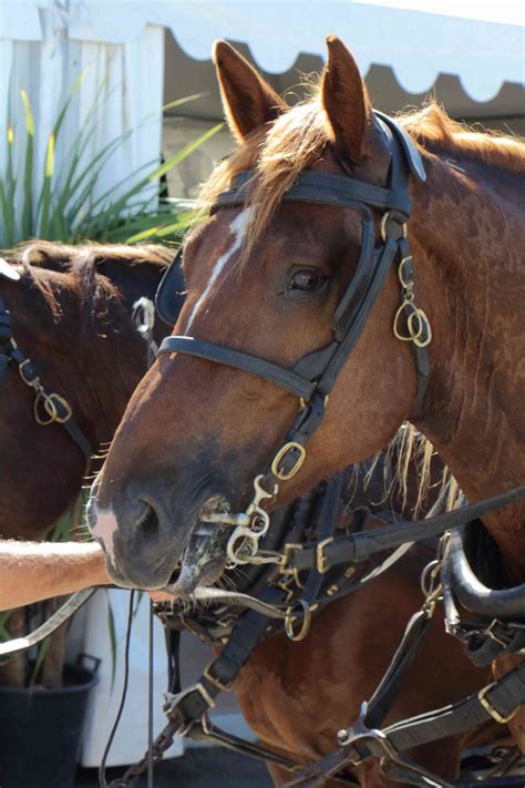 Breton Horse Breed Profile