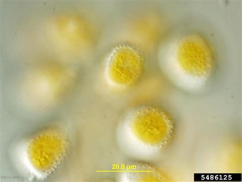 crown rust (Puccinia coronata)