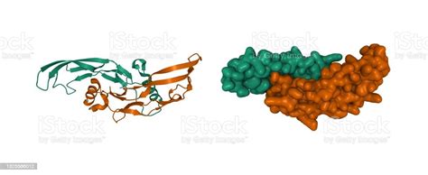 Structure Of Bone Morphogenetic Protein 3 Homodimer Stock Photo ...