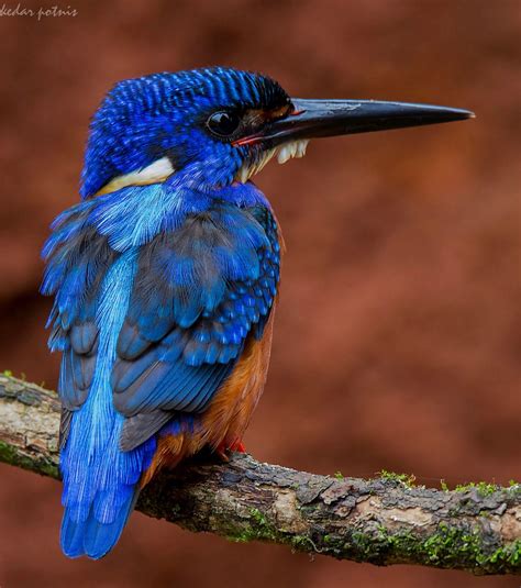 Blue-eared kingfisher | Nature birds, Kingfisher, Beautiful birds