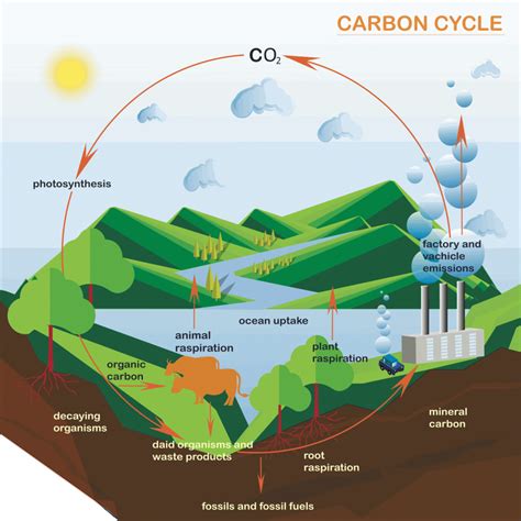 Processes and pathways of the carbon cycle - A Level Geography