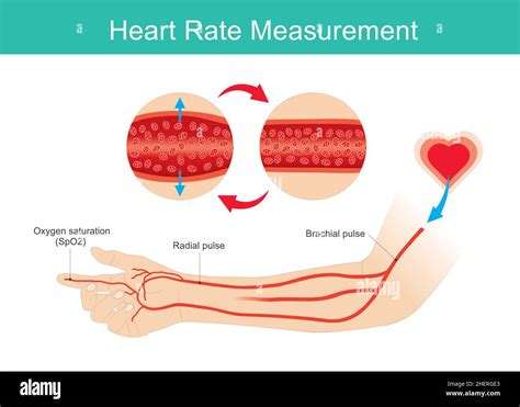 Heart Rate Measured. Arm and arteries illustration use for learning ...