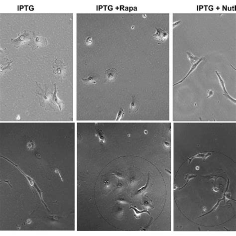 Time-lapse video microscopy of HT-p21 cells released from cell cycle... | Download Scientific ...