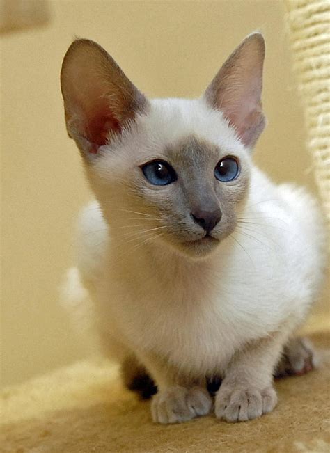 Lilac Point Siamese 2 by photoboater on DeviantArt