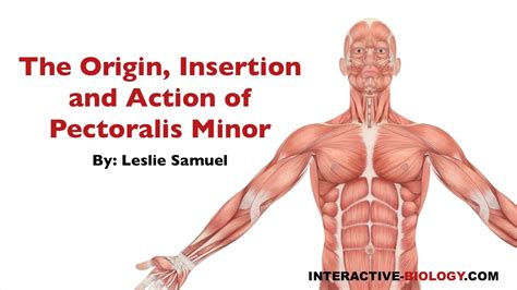 083 The Origin, Insertion, and Action of Pectoralis Minor - YouTube