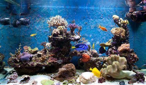 Saltwater Vs. Freshwater Aquarium: Pros, Cons, How To Choose – Nayturr