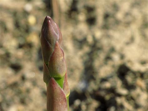 growing asparagus | Planting asparagus crowns, Growing asparagus, Plants