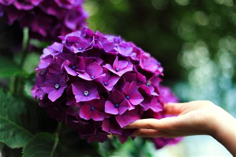 Free Images : hand, blossom, leaf, flower, purple, petal, green, botany ...