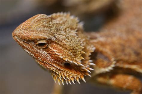 Do Bearded Dragons Need A Heat Rock? - Reptile Craze