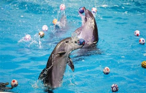 Dubai Dolphinarium | Dubai dolphinarium, Animals, Gallery