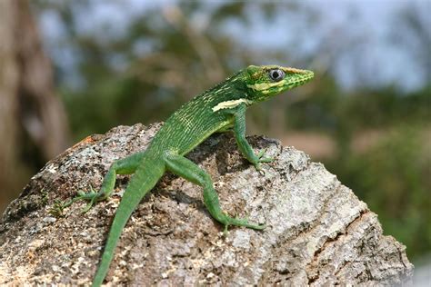 Cuban Anole | Anole, Lizard, Reptiles