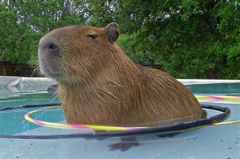 Giant smug Capybara standing in a hoolahoop in a pool. | Capybara pet, Capybara, Funny animals