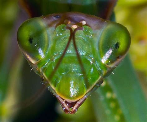 Up Close and Personal with a Praying Mantis | Shutterbug